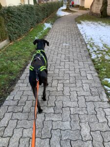 Joggen mit Hund am Zuggeschirr