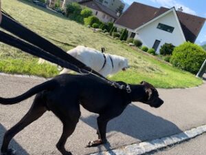 Weisser und schwarzer Hund spazieren vor einer gemähten Wiese 
