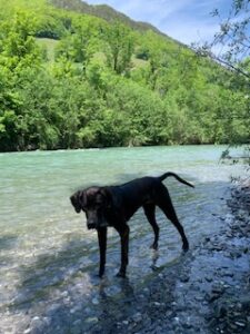 schwarzer Hund Amor kühlt im Fluss Muota seine Pfoten