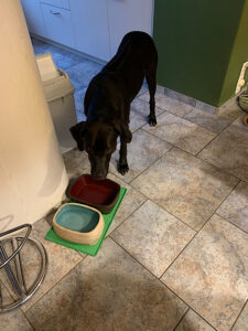 Hund sAmor, schwarz 38kg, teht vor dem leeren Napf und schaut traurig weil, er schon leergefressen ist. 