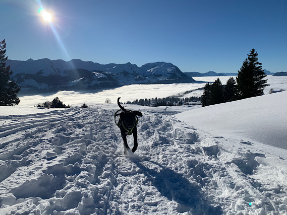 Hund Amor, schwarz, springt im Schnee und sieht glücklich aus