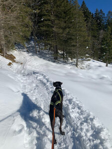 Schwarzer Hund Amor steht im Zuggeschirr und blickt in den Wald. Es hat Schnee und die Sonne scheint.