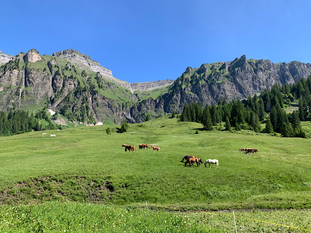 Bergmassiv im Hintergrund und vorne auf der Bergwiese tummeln sich eine Herde Pferde