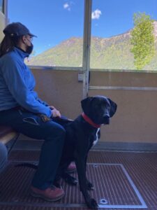 Petra sitz in der Seelisbergbahn und hält den schwarzen Hund Amor fest der brav sitzt und in die Kamera blickt