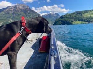 schwarzer Hund Amor blickt aufs Wasser des Vierwaldstättersee. Er steht im Boot das Richtung Treib und Seelisbergfährt