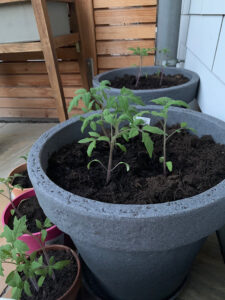 Tomatensetzlinge in einem grossen grauen Topf.