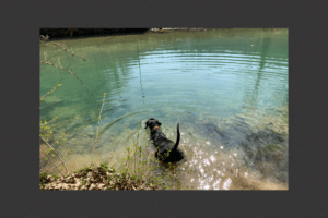 Hund Amor beim Schwimmen