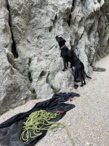 Hund am Felsen, beobachtet Klettern
