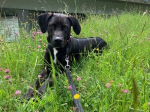 schwarzer Mischlingshund Amor liegt in der Frühlingsblumenwiese